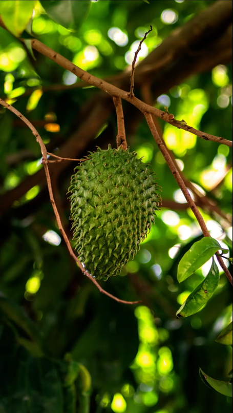 GUANABANA