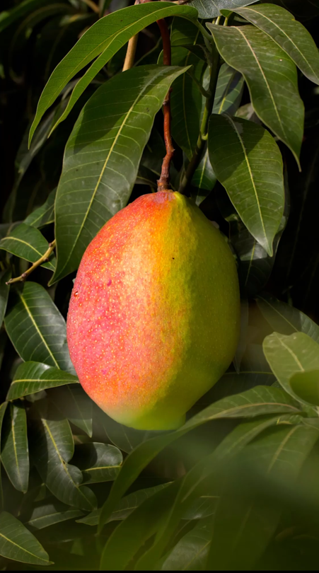 MANGO